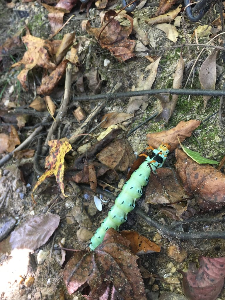 Hickory Horned Devil